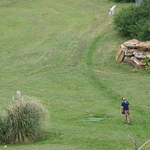 Falcon Catching Lure - Les Maîtres des Airs at Beauval, 12/06/18