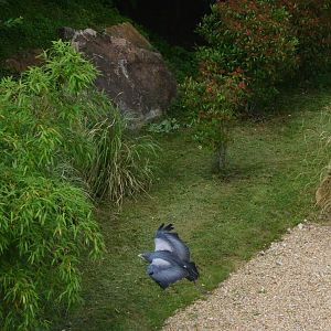 Black-chested Buzzard Eagle - Les Maîtres des Airs at Beauval, 12/06/18