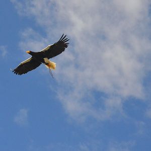Steller's Sea Eagle - Les Maîtres des Airs at Beauval, 12/06/18