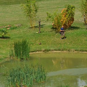 African Fish Eagle - Les Maîtres des Airs at Beauval, 12/06/18