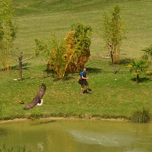 White-tailed Eagle - Les Maîtres des Airs at Beauval, 12/06/18