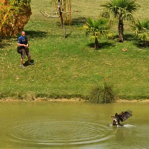 White-tailed Eagle - Les Maîtres des Airs at Beauval, 12/06/18