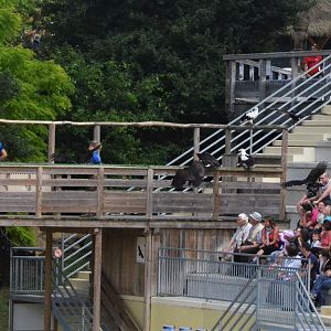 Vultures - Les Maîtres des Airs at Beauval, 12/06/18