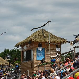 Marabou and Vultures - Les Maîtres des Airs at Beauval, 12/06/18
