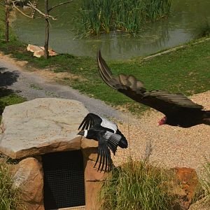 Andean Condor and Turkey Vulture - Les Maîtres des Airs at Beauval, 12/06/18