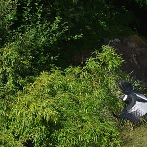Andean Condor - Les Maîtres des Airs at Beauval, 12/06/18