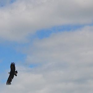Andean Condor and Turkey Vulture - Les Maîtres des Airs at Beauval, 12/06/18
