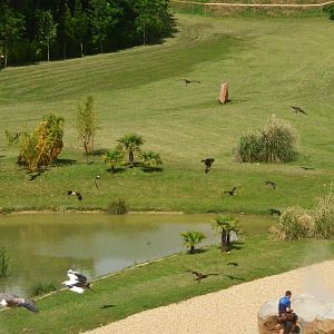Kites and Vultures - Les Maîtres des Airs at Beauval, 12/06/18