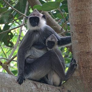 Tufted grey langur