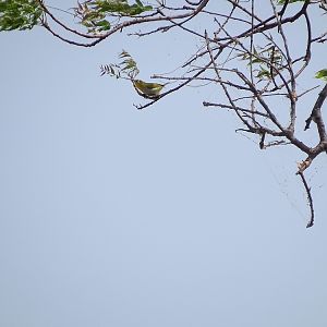 Oriental white-eye