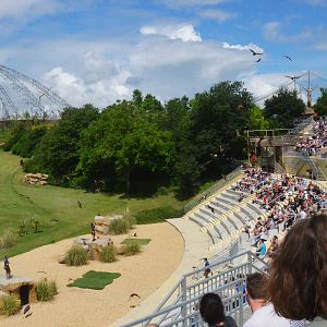 Kites and Vultures - Les Maîtres des Airs at Beauval, 12/06/18
