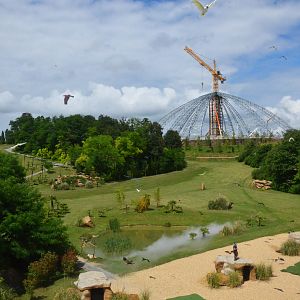 Arrival of the Parrots - Les Maîtres des Airs at Beauval, 12/06/18