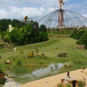 Arrival of the Parrots - Les Maîtres des Airs at Beauval, 12/06/18