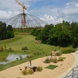 Arrival of the Parrots - Les Maîtres des Airs at Beauval, 12/06/18