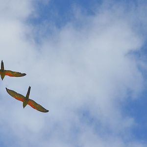 Patagonian Conures - Les Maîtres des Airs at Beauval, 12/06/18