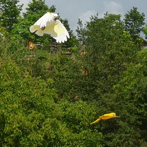 Cockatoo and Conure - Les Maîtres des Airs at Beauval, 12/06/18