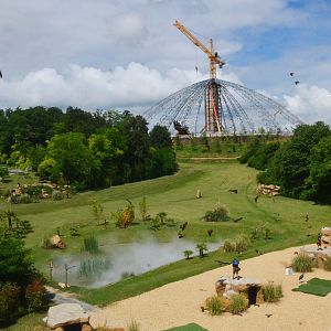 Parrots and Kites - Les Maîtres des Airs at Beauval, 12/06/18