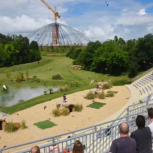 Parrots and Kites - Les Maîtres des Airs at Beauval, 12/06/18