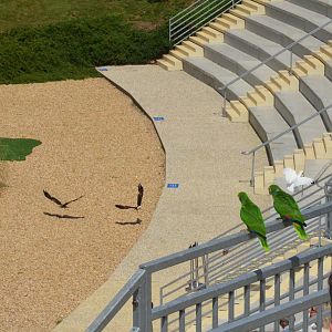 Parrots and Kites - Les Maîtres des Airs at Beauval, 12/06/18