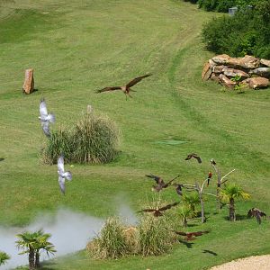 Galahs and Kites - Les Maîtres des Airs at Beauval, 12/06/18