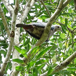 Green Imperial-Pigeon.
