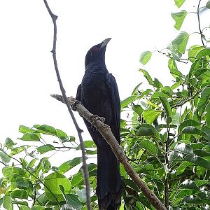 Indian koel, male