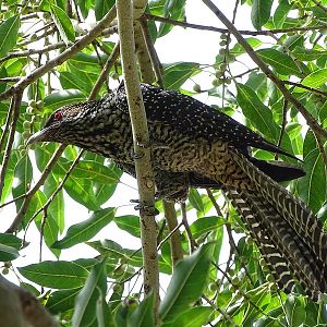 Indian koel, female