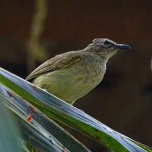 White-browed bulbul