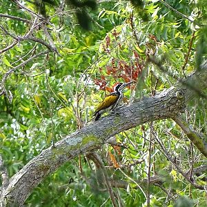 White-naped woodpecker