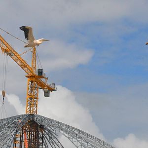 White Pelicans - Les Maîtres des Airs at Beauval, 12/06/18