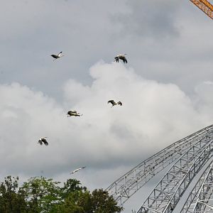 White Storks - Les Maîtres des Airs at Beauval, 12/06/18
