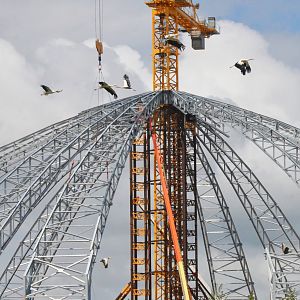 White Storks and Bar-headed Geese - Les Maîtres des Airs at Beauval, 12/06/18