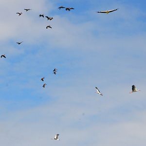 Fulvous Whistling Ducks and White Storks - Les Maîtres des Airs at Beauval, 12/06/18