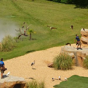 Arrival of Ibis - Les Maîtres des Airs at Beauval, 12/06/18