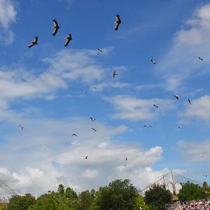 Cranes Take Flight - Les Maîtres des Airs at Beauval, 12/06/18
