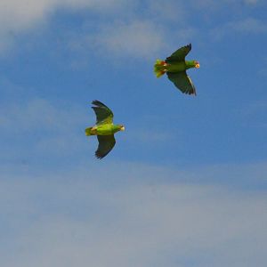 White-fronted Amazons - Les Maîtres des Airs at Beauval, 12/06/18
