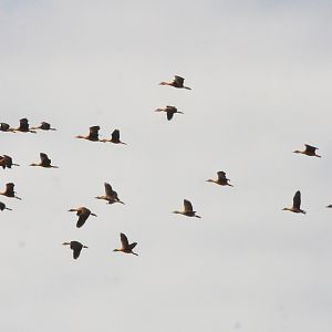 Fulvous Whistling Ducks - Les Maîtres des Airs at Beauval, 12/06/18