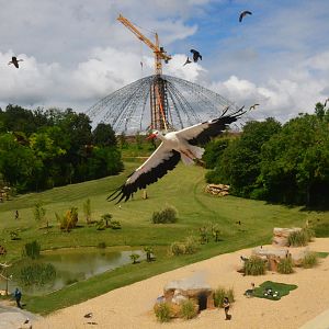 Stork Incoming - Les Maîtres des Airs at Beauval, 12/06/18
