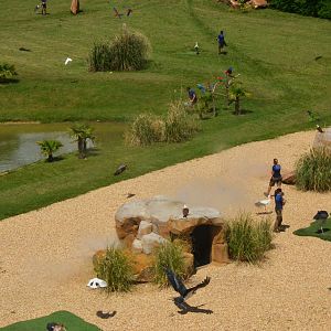 Many Birds - Les Maîtres des Airs at Beauval, 12/06/18