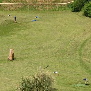 Cranes and Storks - Les Maîtres des Airs at Beauval, 12/06/18