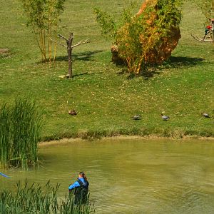 Maned Geese - Les Maîtres des Airs at Beauval, 12/06/18