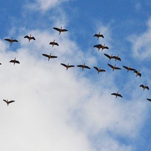 Fulvous Whistling Ducks - Les Maîtres des Airs at Beauval, 12/06/18