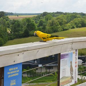 Queen of Bavaria Conure - Les Maîtres des Airs at Beauval, 12/06/18