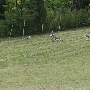 Demoiselle Cranes - Les Maîtres des Airs at Beauval, 12/06/18