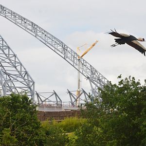 Black-necked Crowned Crane - Les Maîtres des Airs at Beauval, 12/06/18