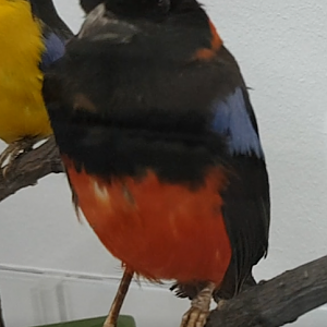 Scarlet-bellied mountain tanager