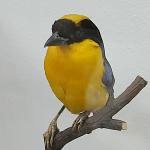 Blue-winged mountain-tanager