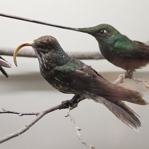 Sicklebill hummingbird and Sword-billed hummingbird
