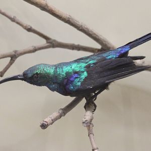 Sunbird ID