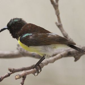Sunbird ID
